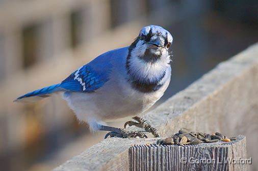 Gee, Are These Seeds For Me_52398.jpg - Blue Jay (Cyanocitta cristata) photographed at Ottawa, Ontario - the capital of Canada.